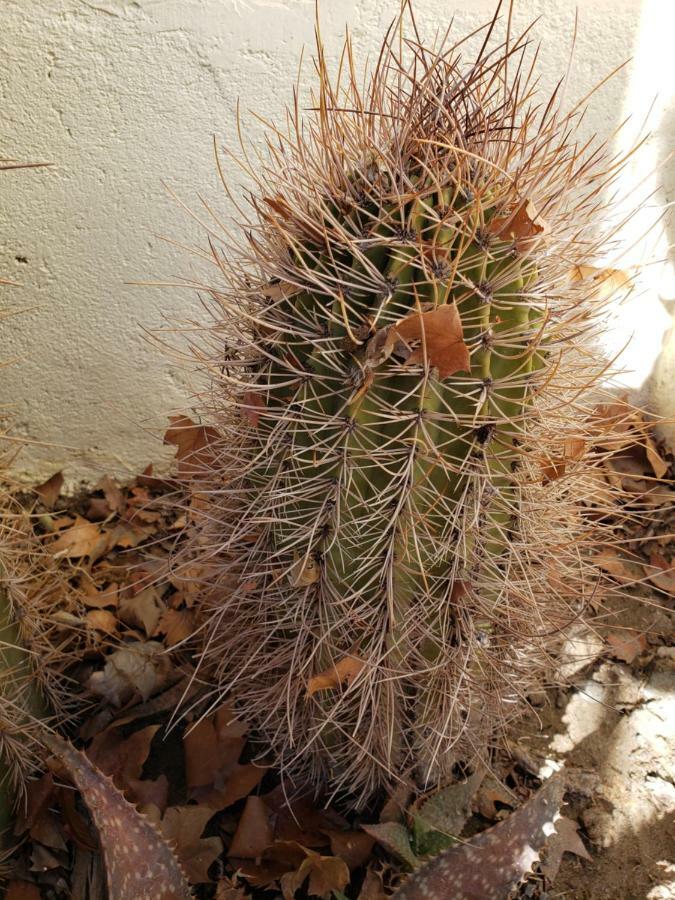 Casa Cactus Cafayate Exterior photo